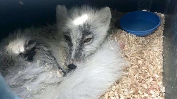 image for Stranded fox rescued from iceberg by fishermen who fed him Vienna sausages