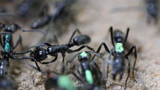image for 'Paramedic' Ants Are the First to Rescue and Heal Their Wounded Comrades