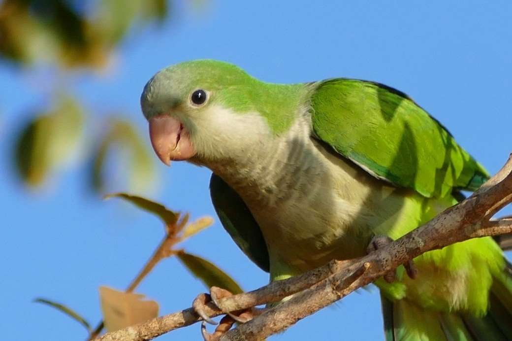 image for Birds of Brooklyn: Monk Parakeet