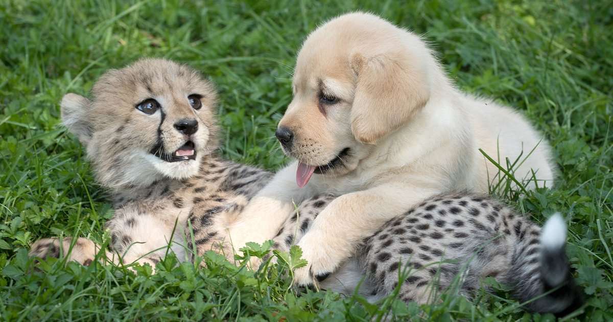 image for Cheetahs Are So Shy That Zoos Give Them Their Own Emotional “Support Dogs”