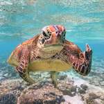 image for 🔥 sea turtle flippin’ the bird to the camera 🔥