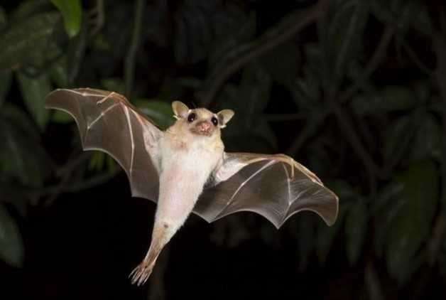 image for Without bats there would be no tequila! Here's why