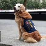 image for The last surviving rescue dog from 9/11, sitting at Ground Zero