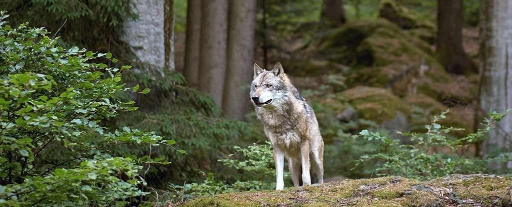 image for For The First Time, Scientists Tracked a Wolf Leaving The Radioactive Chernobyl Zone