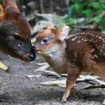 image for The Pudú deer is the smallest species of deer standing at 15 inches tall on average.