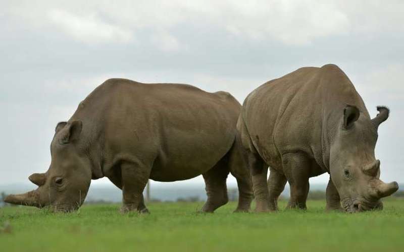 image for Scientists create embryos, hope to save near-extinct rhino