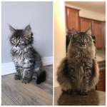 image for my little floof turned into a big floof