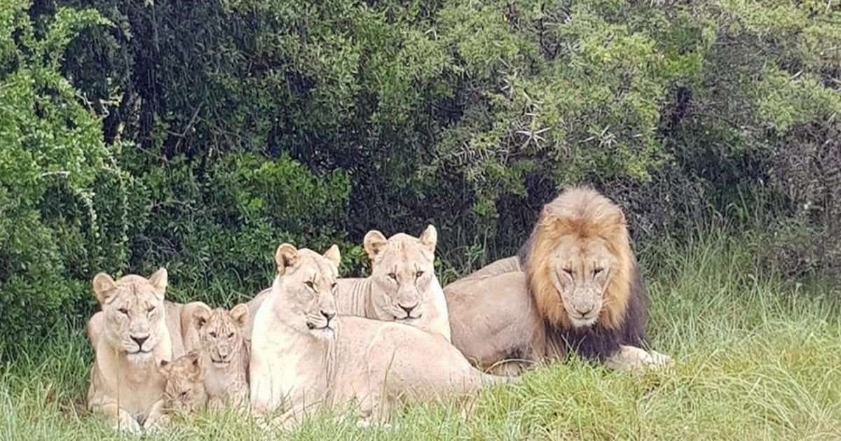 image for Gang of poachers EATEN by lions after they broke into South African game reserve to slaughter herd of rhinos