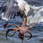 image for Seagull catching an octopus.