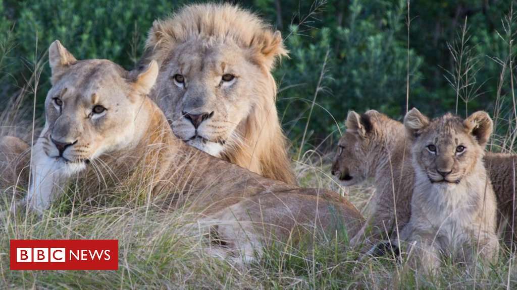image for Lions eat 'rhino poachers' on South African game reserve