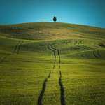 image for Minimalistic landscape with a single tree on the top a hill caught my eye in Tuscany, Italy (OC)[1920x1920]