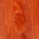 image for Kitten blending into the floor