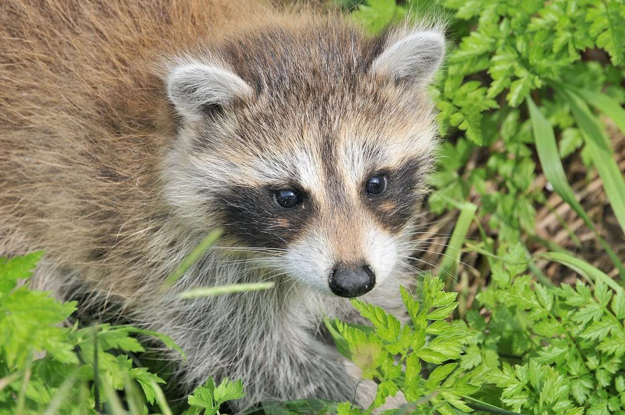image for Colorado Woman Rescues Baby Raccoon, Exposes 21 People To Rabies