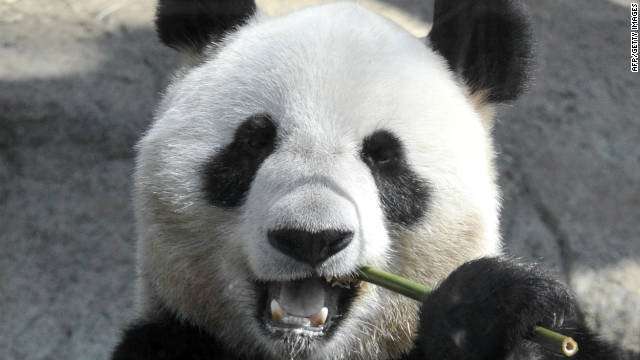image for Report: Panda may have faked pregnancy for more food