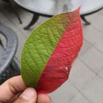 image for A half-red half-green leaf