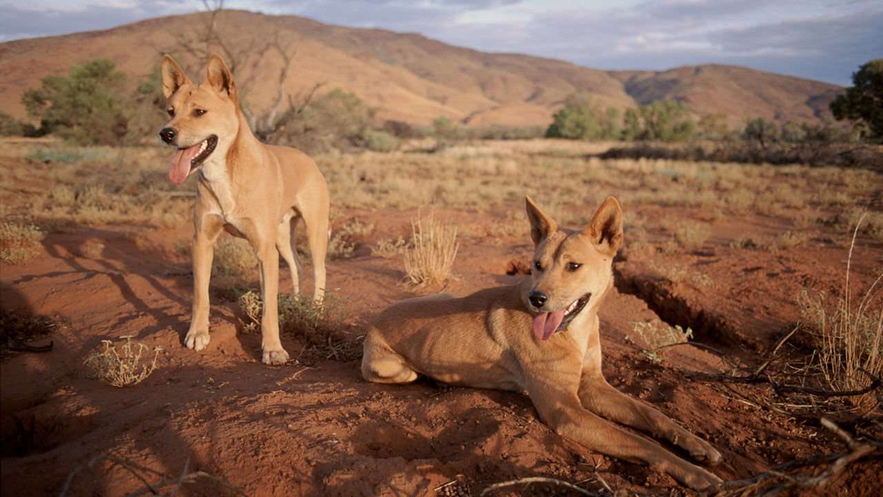 image for A fence built to keep out wild dogs has dramatically altered the Australian landscape
