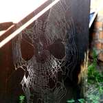image for This spider web that looks like a Spider-man mask.