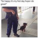 image for Meet Officer Pupper, 10/10 impossible to resist arrest