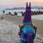 image for 6th llama found in Cannes, France