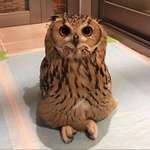 image for An owl sitting with its legs crossed.