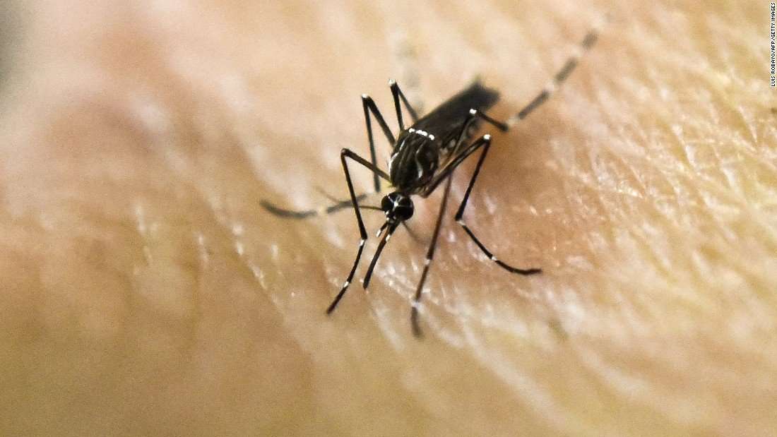image for Australian experiment wipes out over 80% of disease-carrying mosquitoes