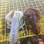 image for This translucent lobster caught in Maine.