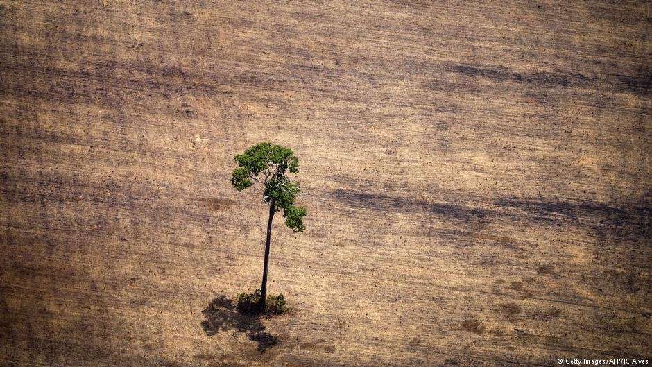 image for The world is losing vital forests quicker than ever
