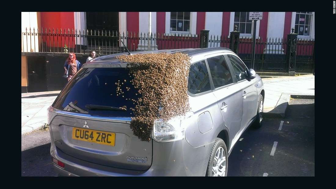 image for Bees chase car for 2 days to rescue queen