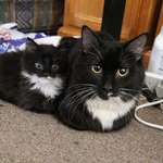 image for Uppercase cat and lowercase cat