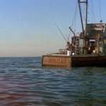 image for In Jaws(1975), Quint's shark-hunting boat is named the "Orca". Orcas, or Killer Whales, are the only known natural predators of great white sharks.