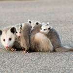 image for On average, opossums eat up to 5000 ticks in a season, but they don’t contract or carry Lyme disease.