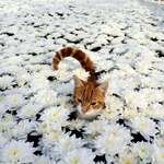image for PsBattle: Flower Cat