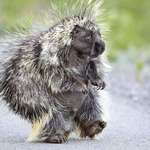 image for PsBattle: Porcupine walking on its hind legs