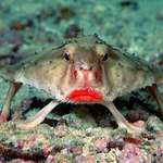 image for This is Red-lipped batfish. It is actually a pretty bad swimmer, so it uses its highly adapted pectoral fins that are large enough to help it walk across the ocean floor.