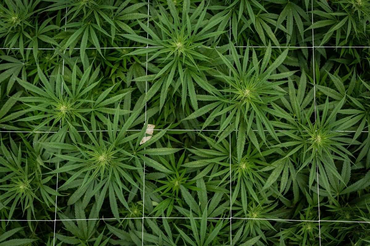 image for New York Health Officials See Marijuana as an Alternative to Opioids