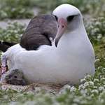 image for The world's oldest known wild bird is Wisdom the Laysan albatross. At 67 years old she is still laying viable eggs and raising chicks. Wisdom has outlived several mates and raised anywhere from 30 to 35 chicks.