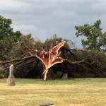 image for Cedar Tree after a storm in Central Kansas yesterday