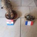 image for Oracle cat predicts the winner of the 2018 World Cup.