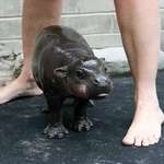image for There are not enough baby hippos in this sub.