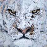 image for 🔥 Siberian Tiger covered in snow