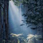 image for Australian Temperate Rain Forest, Victoria, Dandenongs [1080x1350][OC]