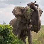 image for An elephant completely spearing through a water buffalo