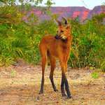 image for 🔥 The Maned Wolf, the tallest canid on the planet 🔥