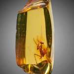 image for A praying mantis (hymenaea protera) trapped in amber, approximately 12 million years old.
