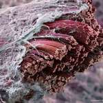 image for Muscle tissue through an electron microscope