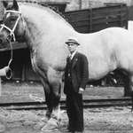 image for Brooklyn Supreme, the biggest horse ever. 199 cm tall and 1450 kg weight. 1930