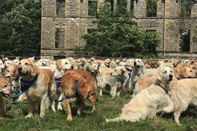 image for 361 golden retrievers gather in Scottish village to mark dog breed's 150th anniversary