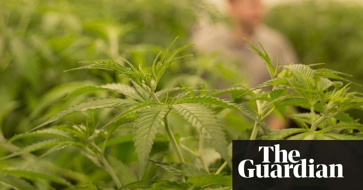image for 'It hits you very quickly': Canada brews first cannabis beer