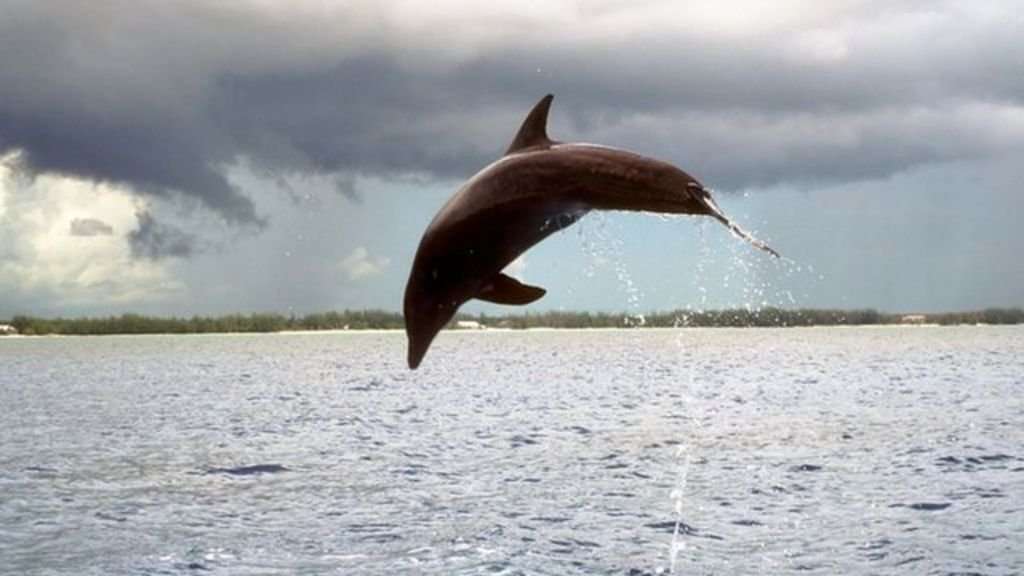 image for Dolphins 'call each other by name'