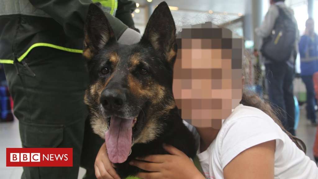 image for Colombian sniffer dog moved after threats by drug gang